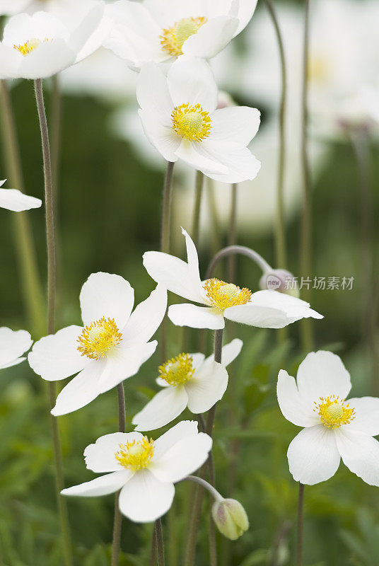 雪莲银莲花(银莲花sylvestris) - VI